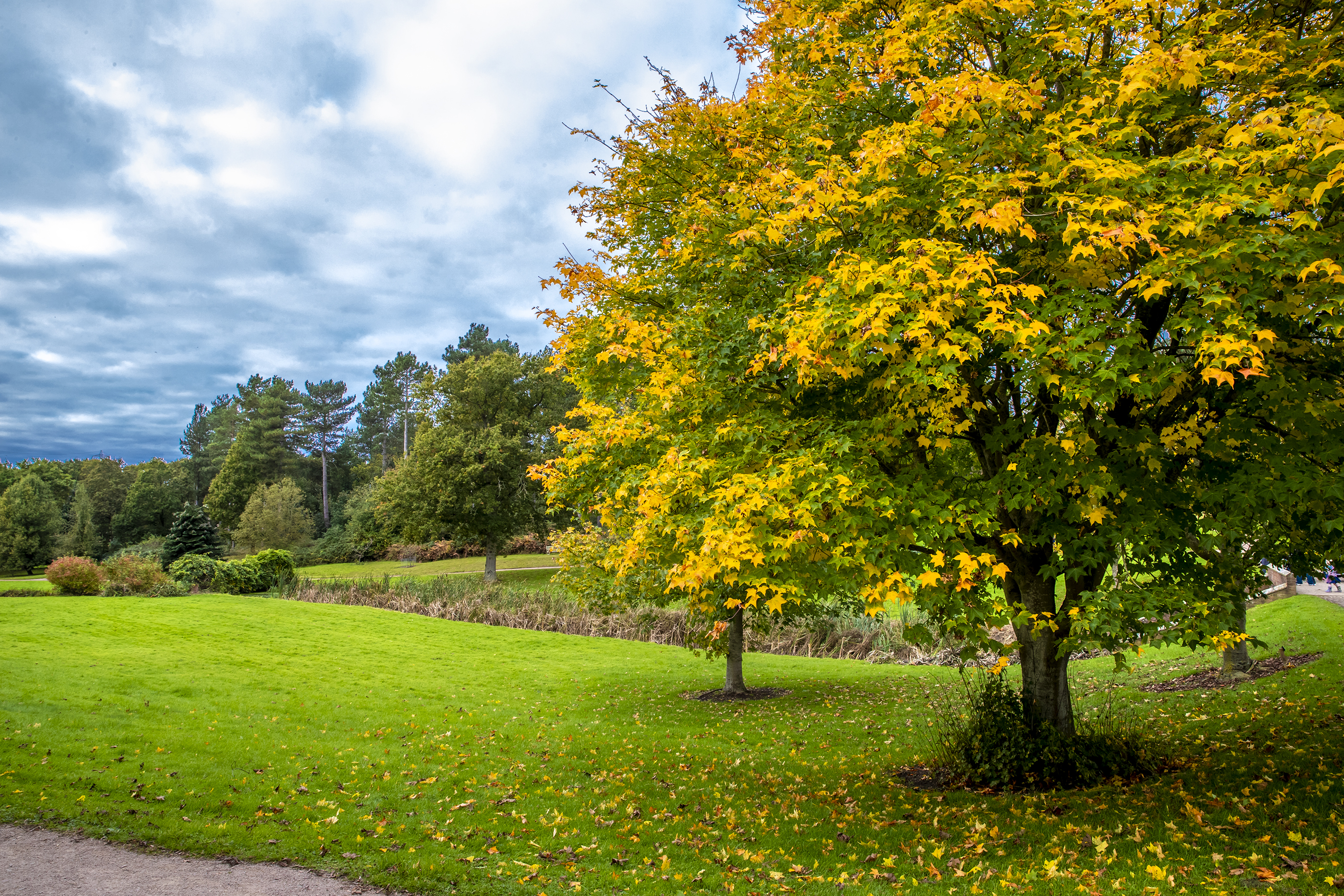 Trees, bushes and fields of Markshall Estate